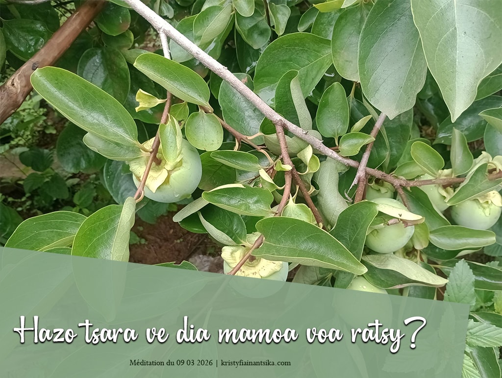 Hazo tsara ve dia mamoa voa ratsy?