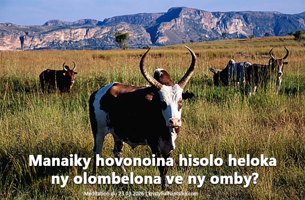 Manaiky hovonoina hisolo heloka ny olombelona ve ny omby?